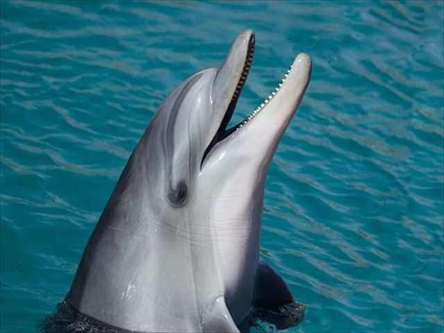 dolphin-1019616__340_R