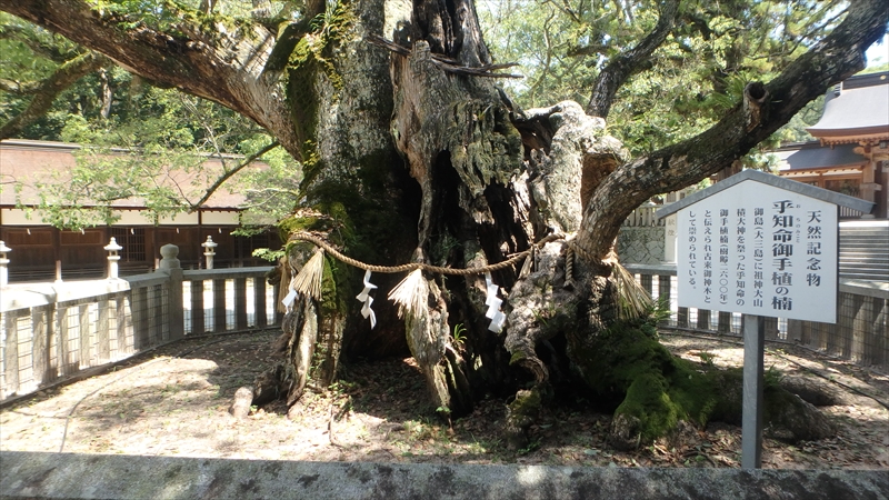 大山祇神社 天然記念物の楠